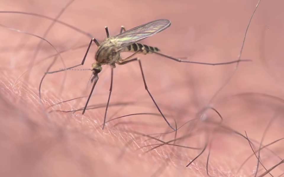 July-Video-Mosquito1