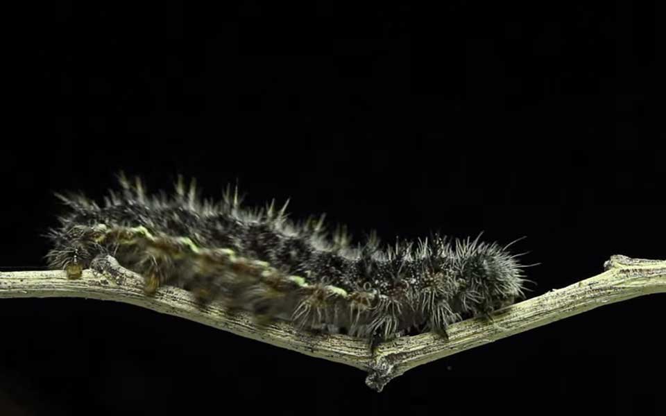 July-video-catapillar2