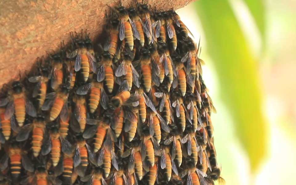 July-Video-Bees2