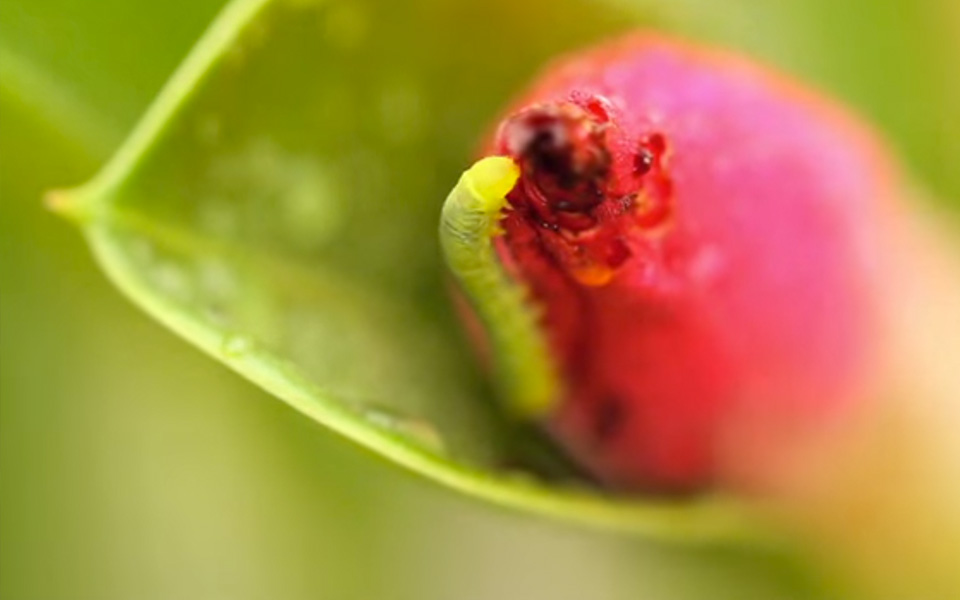Sept_Green-worm_900x6001