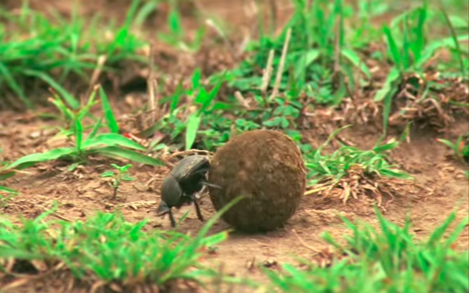 02_Video_DungBeetle_960x6002