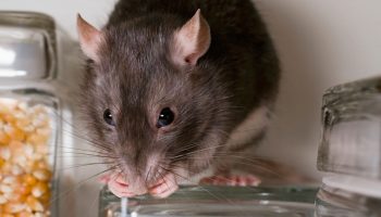 01_PeppermintandRats_960x6002