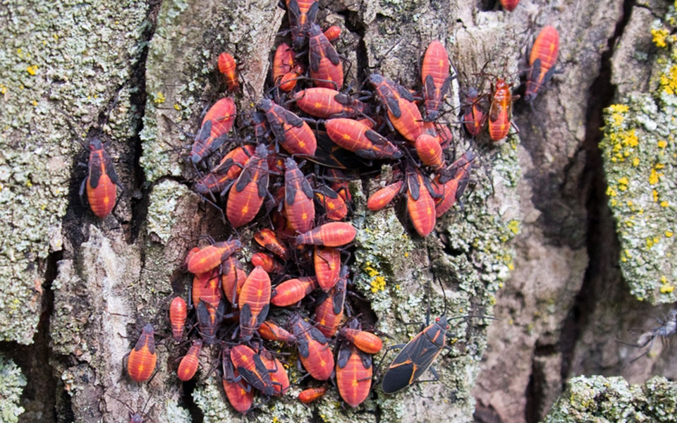 Top 6 Hibernating Insects