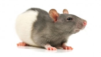 01_factorfake-rodents_960x600