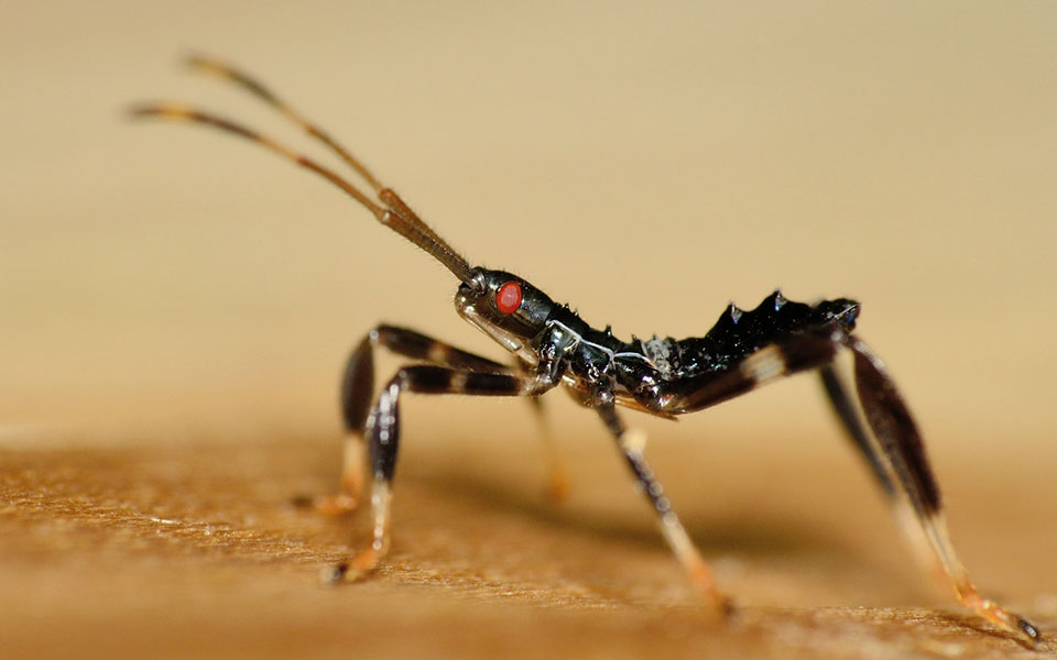 Top 6 Scary Bug Facts