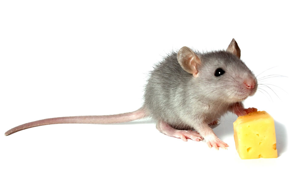 does cheese attract mice to traps does cheese attract mice to traps