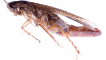 01_roacheseggs_960x600