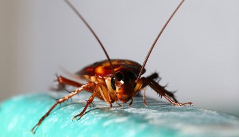 01_CrawlingBackwards_960x600