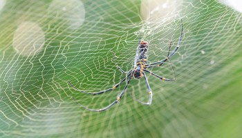 01_spiderwebs_960x600