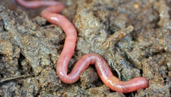 02_cutworms_960x600