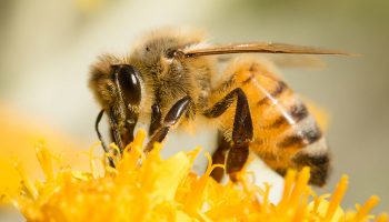 01_BeesAndHoney_960x600