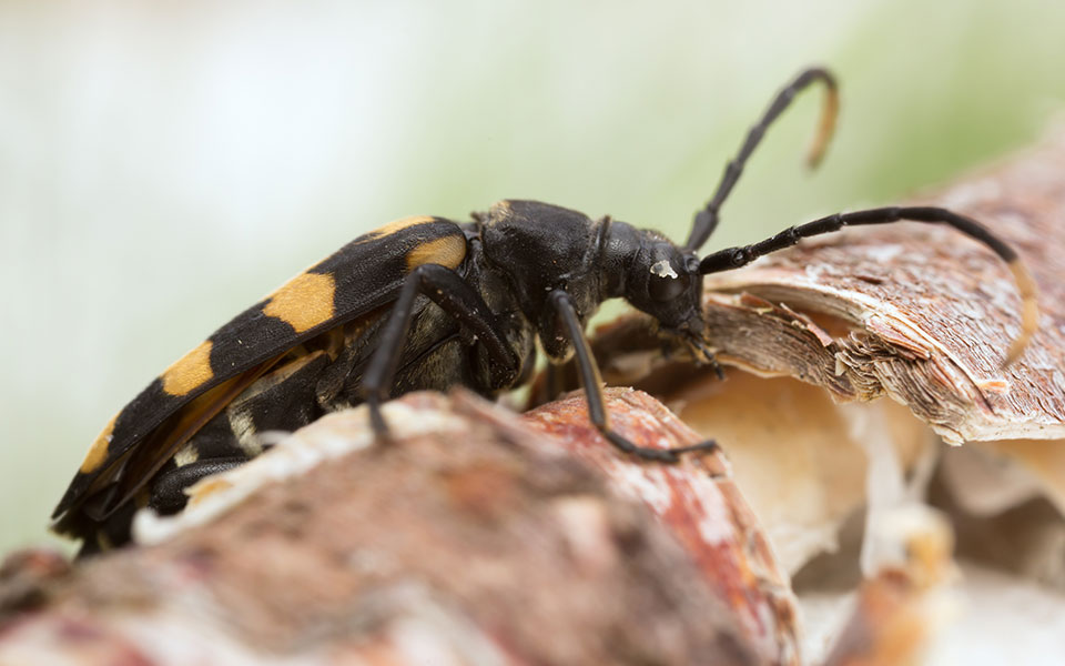 Top 6: Noisy Insects