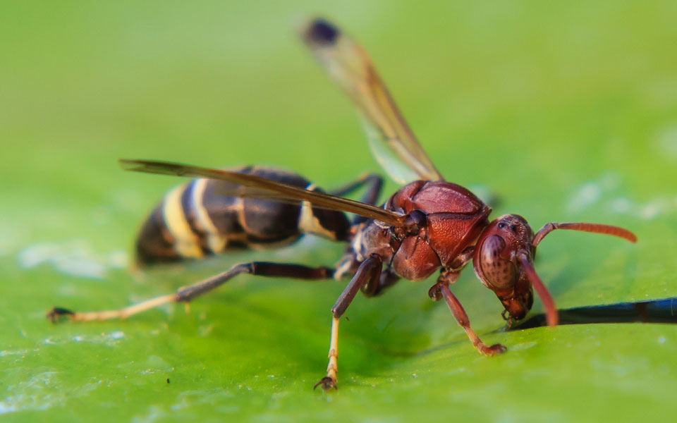 3 Reasons We Need Wasps