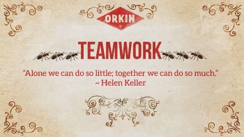 01-Ants-Teamwork