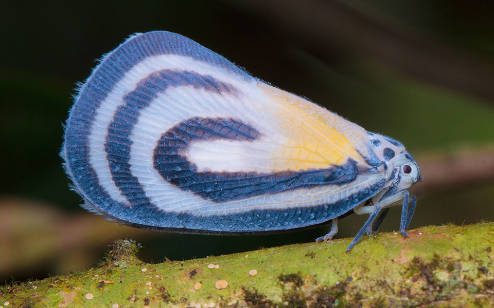 5 Insects with Crazy Jumping Skills
