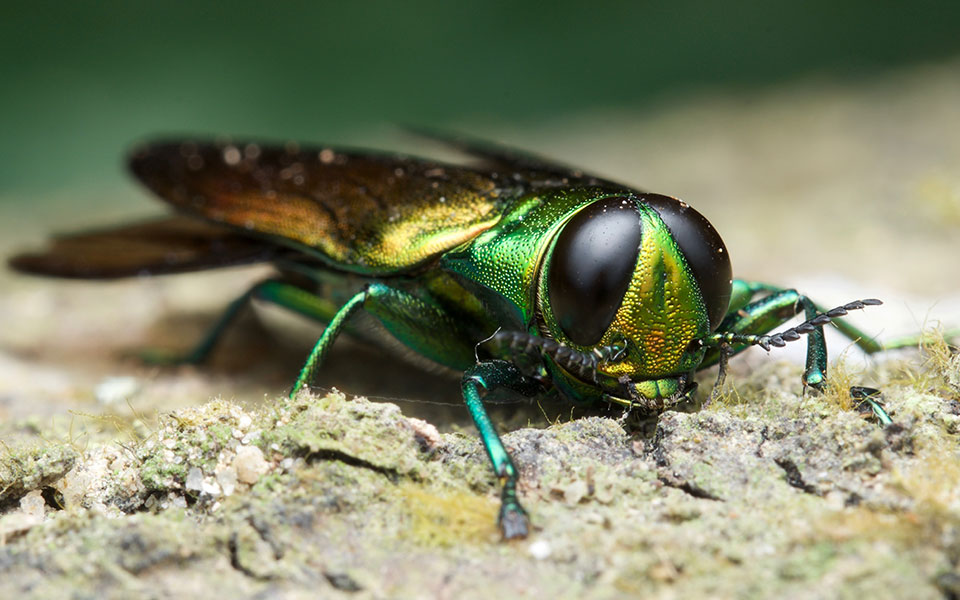 Top 6: Invasive Insects