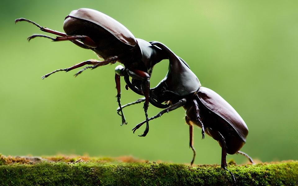 Weird Insect Competitions From Around the World