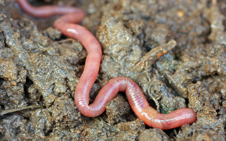 If You Cut An Earthworm in Half Will It Multiply?